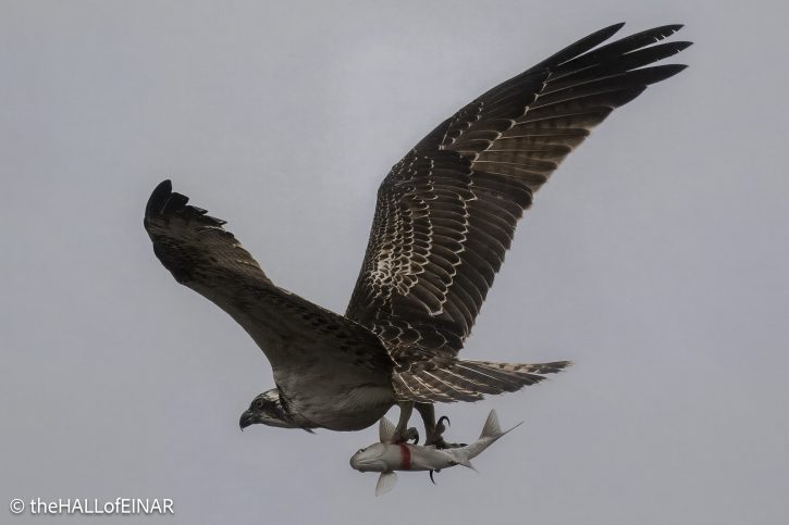 Osprey - The Hall of Einar - photograph © David Bailey (not the)