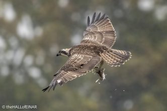 Osprey - The Hall of Einar - photograph © David Bailey (not the)