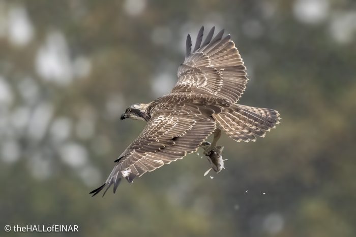 Osprey - The Hall of Einar - photograph © David Bailey (not the)