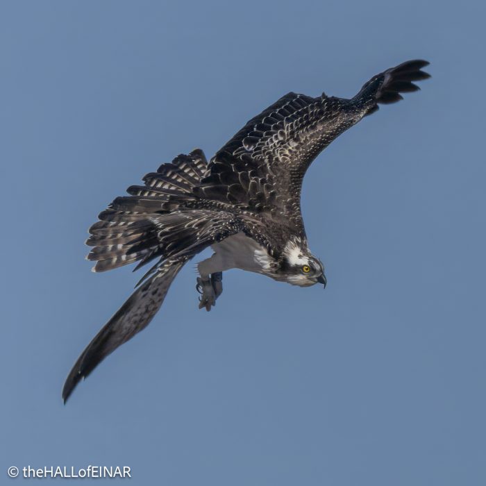 Osprey on the Otter - The Hall of Einar - photograph © David Bailey (not the)
