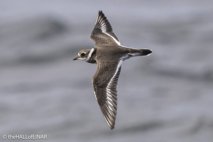 Ringed Plover - The Hall of Einar - photograph © David Bailey (not the)