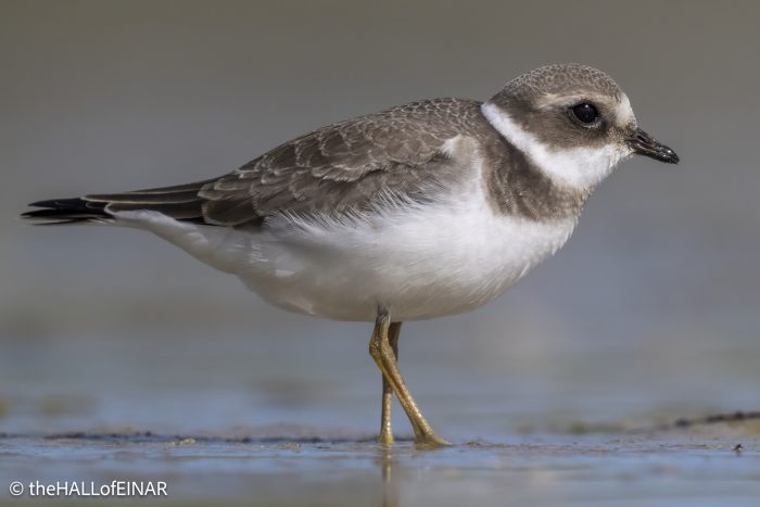 Ringed Plover - The Hall of Einar - photograph © David Bailey (not the)