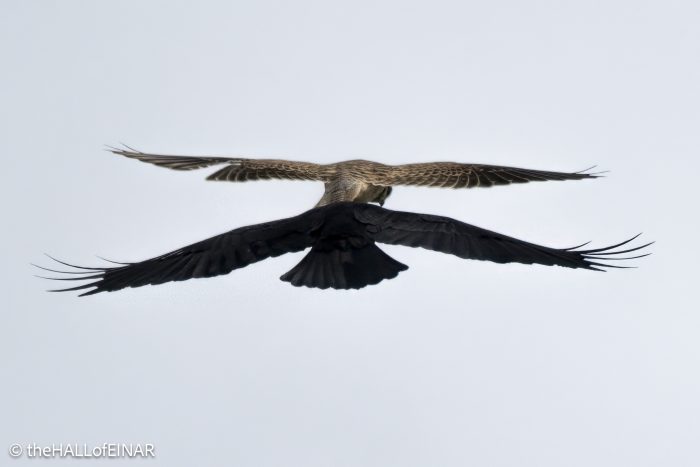 Common Kestrel and Rook - The Hall of Einar - photograph © David Bailey (not the)