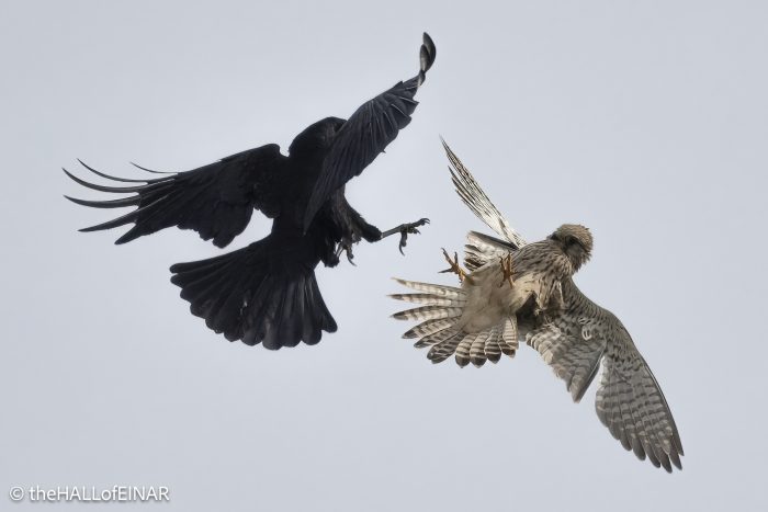 Common Kestrel and Rook - The Hall of Einar - photograph © David Bailey (not the)
