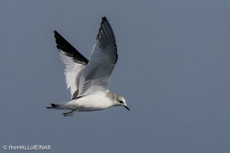 Sabine's Gull - The Hall of Einar - photograph © David Bailey (not the)