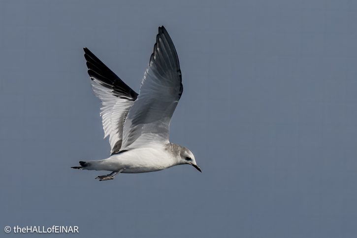 Sabine's Gull - The Hall of Einar - photograph © David Bailey (not the)