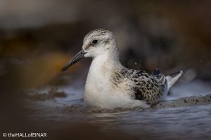 Sanderling - The Hall of Einar - photograph © David Bailey (not the)