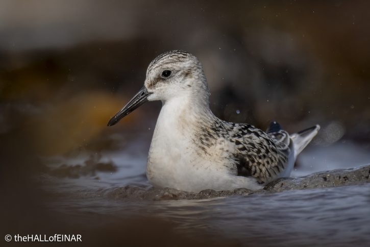 Sanderling - The Hall of Einar - photograph © David Bailey (not the)
