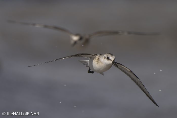 Sanderling - The Hall of Einar - photograph © David Bailey (not the)