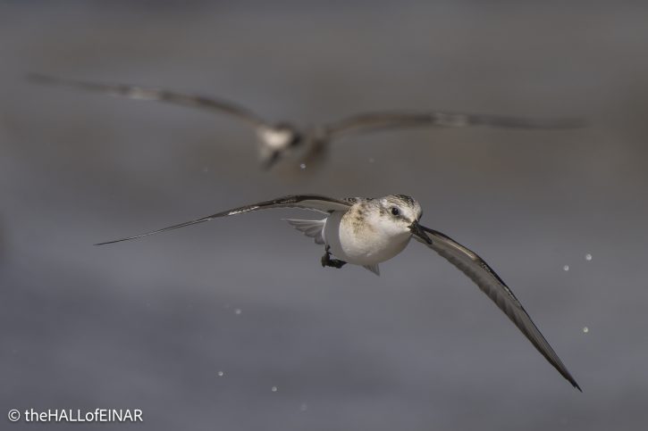 Sanderling - The Hall of Einar - photograph © David Bailey (not the)