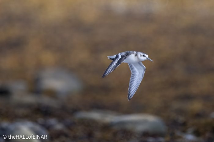 Sanderling - The Hall of Einar - photograph © David Bailey (not the)