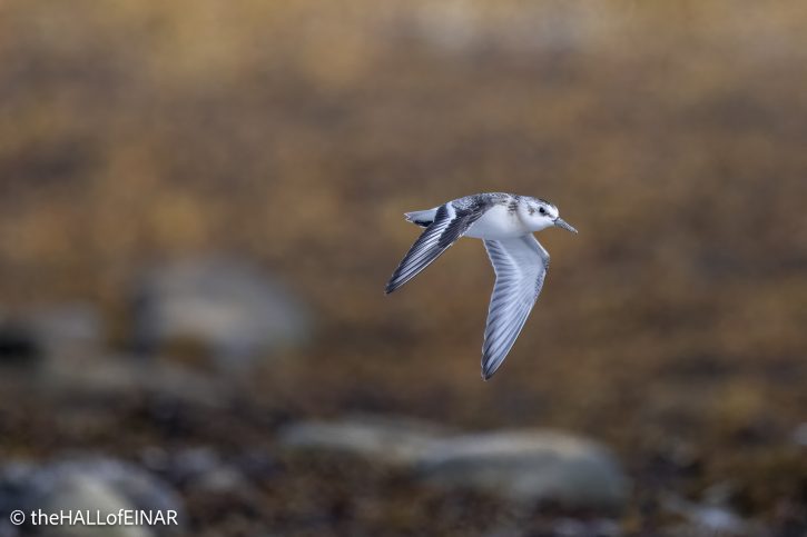 Sanderling - The Hall of Einar - photograph © David Bailey (not the)