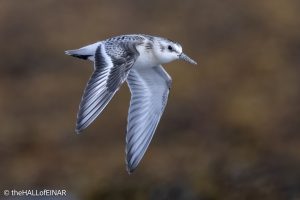 Sanderling - The Hall of Einar - photograph © David Bailey (not the)