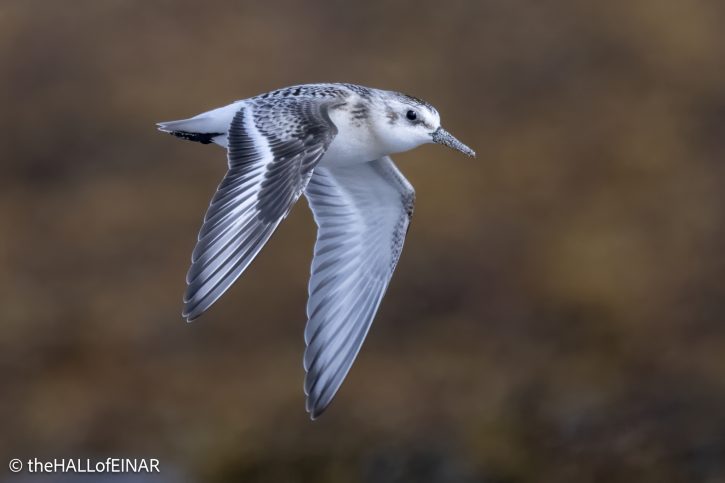 Sanderling - The Hall of Einar - photograph © David Bailey (not the)