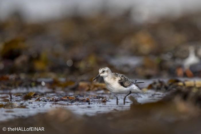 Sanderling - The Hall of Einar - photograph © David Bailey (not the)