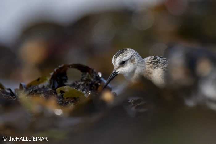 Sanderling - The Hall of Einar - photograph © David Bailey (not the)