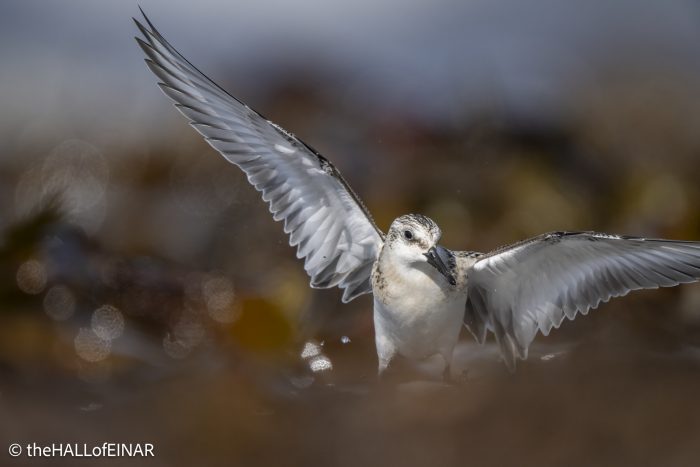 Sanderling - The Hall of Einar - photograph © David Bailey (not the)