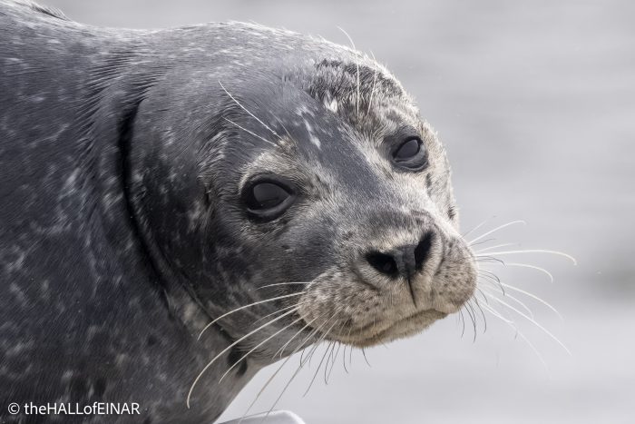 Seal - The Hall of Einar - photograph © David Bailey (not the)