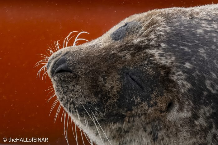 Seal - The Hall of Einar - photograph © David Bailey (not the)