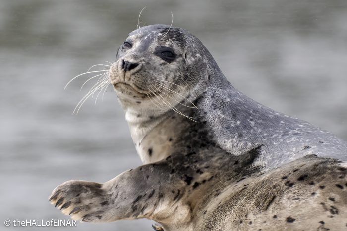 Seal - The Hall of Einar - photograph © David Bailey (not the)