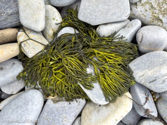 Seaweed - The Hall of Einar - photograph © David Bailey (not the)
