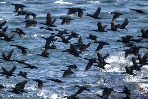 Shag - The Hall of Einar - photograph © David Bailey (not the)