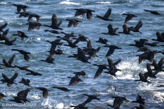 Shag - The Hall of Einar - photograph © David Bailey (not the)