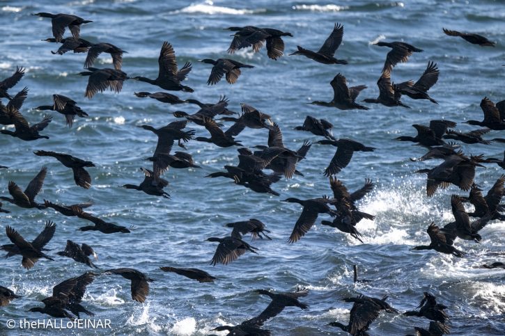 Shag - The Hall of Einar - photograph © David Bailey (not the)