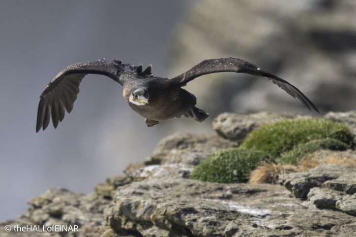 Shag - The Hall of Einar - photograph © David Bailey (not the)