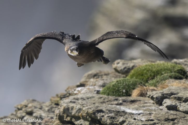 Shag - The Hall of Einar - photograph © David Bailey (not the)