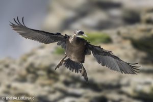 Shag - The Hall of Einar - photograph © David Bailey (not the)