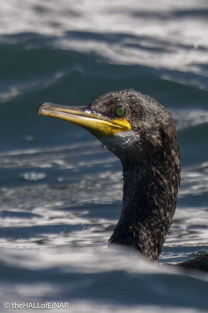 Shag - The Hall of Einar - photograph © David Bailey (not the)
