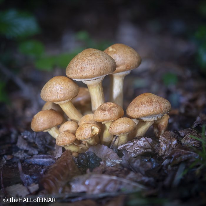 Spectacular Rustgill - The Hall of Einar - photograph © David Bailey (not the)