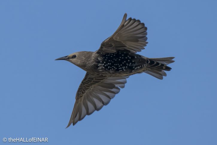 Starling - The Hall of Einar - photograph © David Bailey (not the)