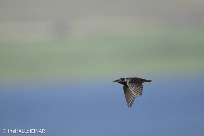 Starling - The Hall of Einar - photograph © David Bailey (not the)