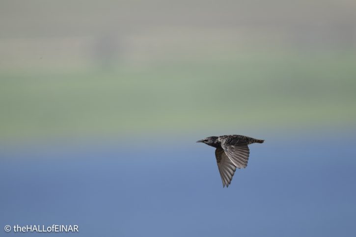 Starling - The Hall of Einar - photograph © David Bailey (not the)