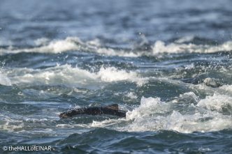 Atlantic Bluefin Tuna - The Hall of Einar - photograph © David Bailey (not the)