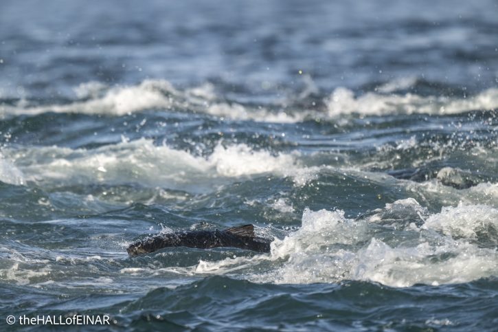 Atlantic Bluefin Tuna - The Hall of Einar - photograph © David Bailey (not the)