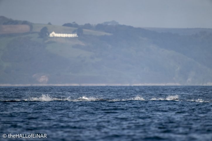 Atlantic Bluefin Tuna - The Hall of Einar - photograph © David Bailey (not the)