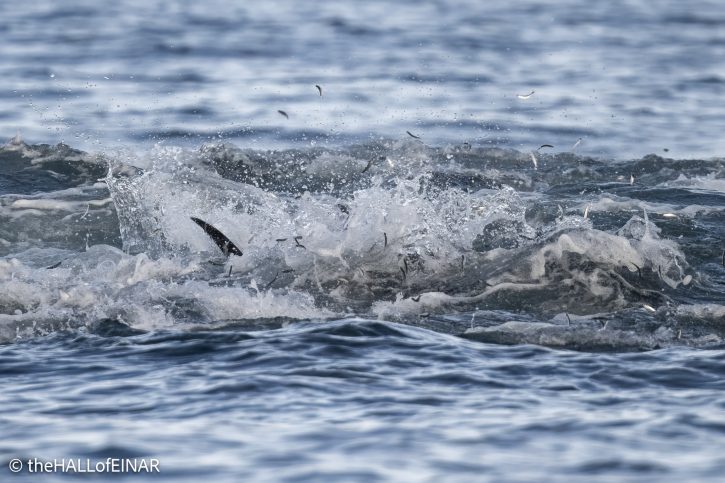 Atlantic Bluefin Tuna - The Hall of Einar - photograph © David Bailey (not the)