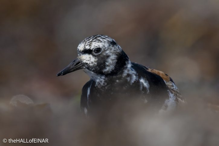 Ruddy Turnstone - The Hall of Einar - photograph © David Bailey (not the)