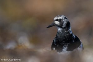 Ruddy Turnstone - The Hall of Einar - photograph © David Bailey (not the)