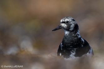 Ruddy Turnstone - The Hall of Einar - photograph © David Bailey (not the)