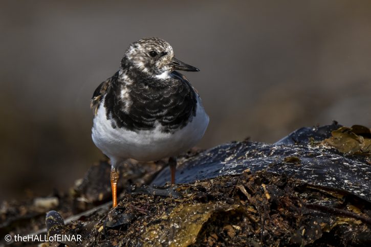 Ruddy Turnstone - The Hall of Einar - photograph © David Bailey (not the)