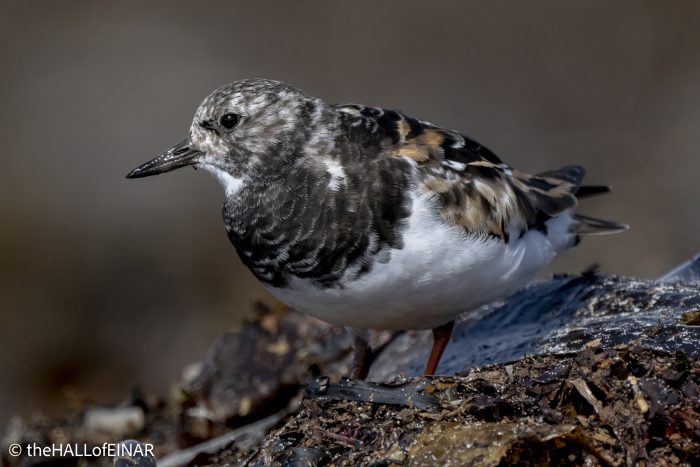 Ruddy Turnstone - The Hall of Einar - photograph © David Bailey (not the)