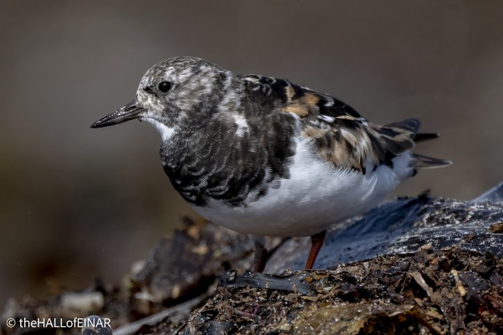 Ruddy Turnstone - The Hall of Einar - photograph © David Bailey (not the)