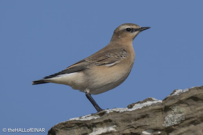 Wheatear - The Hall of Einar - photograph © David Bailey (not the)