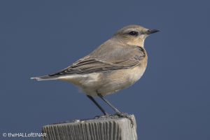 Wheatear - The Hall of Einar - photograph © David Bailey (not the)