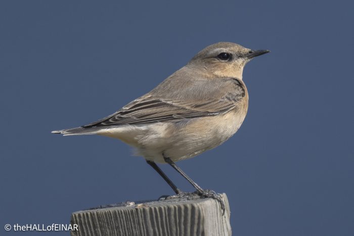 Wheatear - The Hall of Einar - photograph © David Bailey (not the)