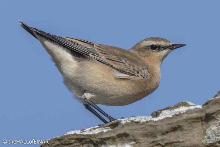 Wheatear - The Hall of Einar - photograph © David Bailey (not the)